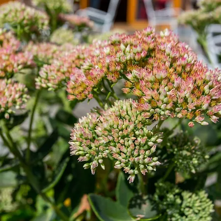 Hotel Corvin Sissi Wing